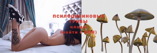 стаф Алзамай
