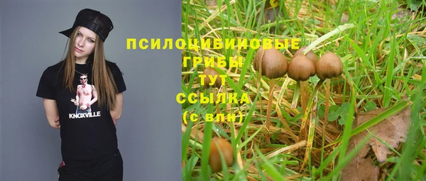 стаф Алзамай